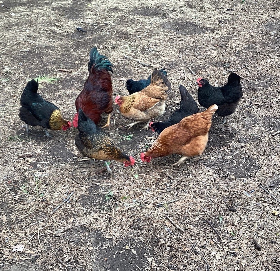 12+1 Backyard Mixed Chicken Hatching Eggs Mixed Breeds
