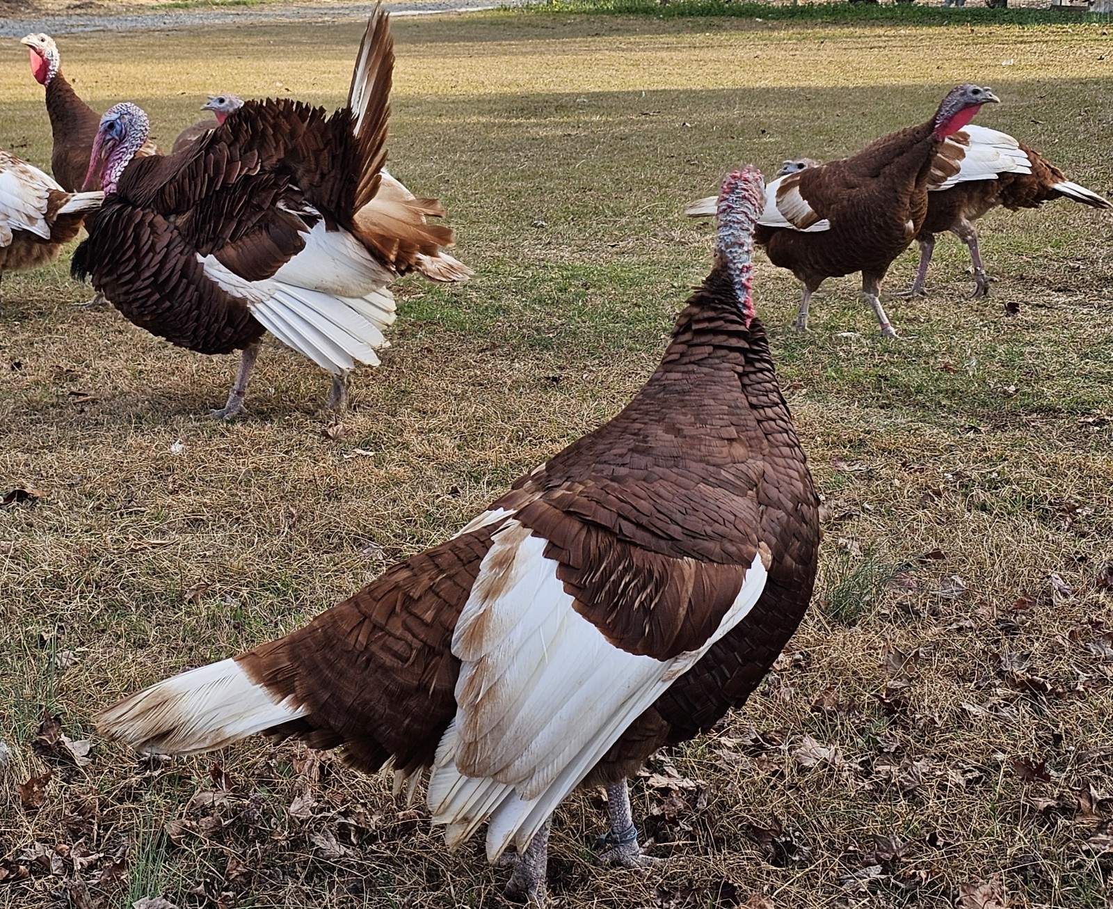12 Bourbon Red Turkey Hatching Eggs