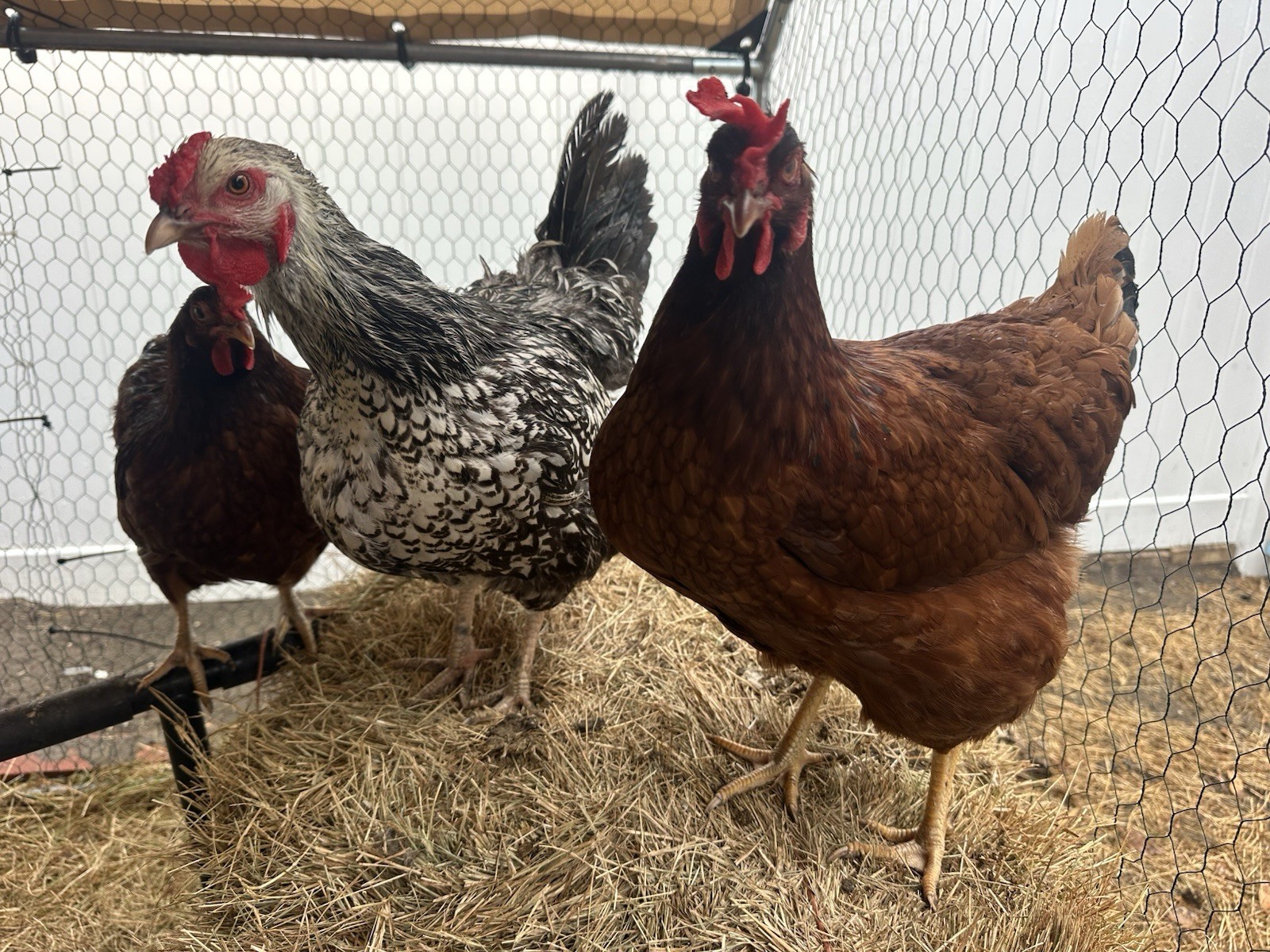 16+ Breeds Chicken Fertile Hatching Eggs, (12) 🐣 fertilized hatching eggs ❤️