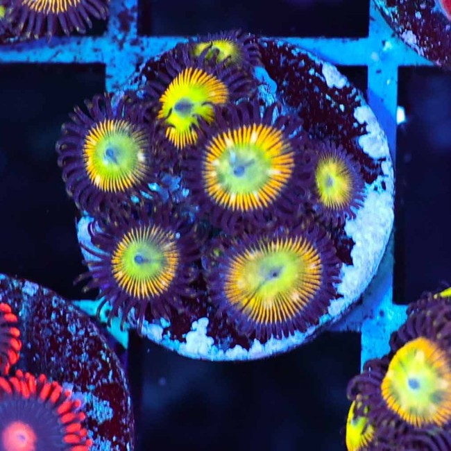 Oasis Zoanthids - SAQ Coral Farm