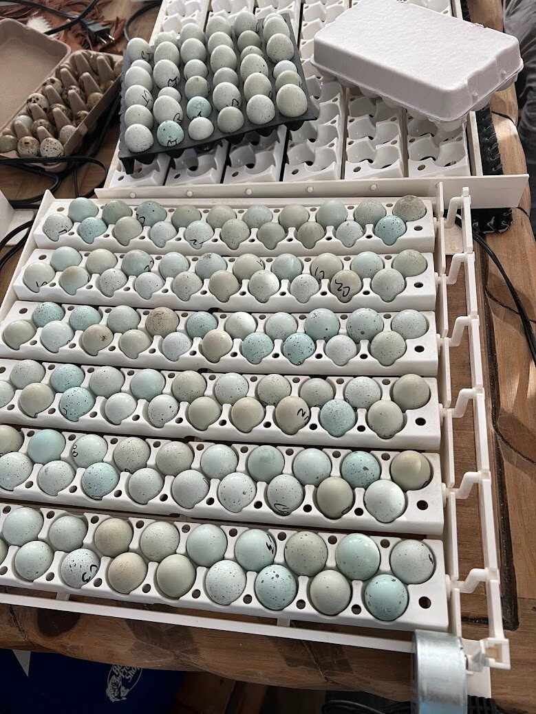 20+ Celadon Blue Quail Mix Jumbo Only Hatching Eggs, NPIP & PT Tested