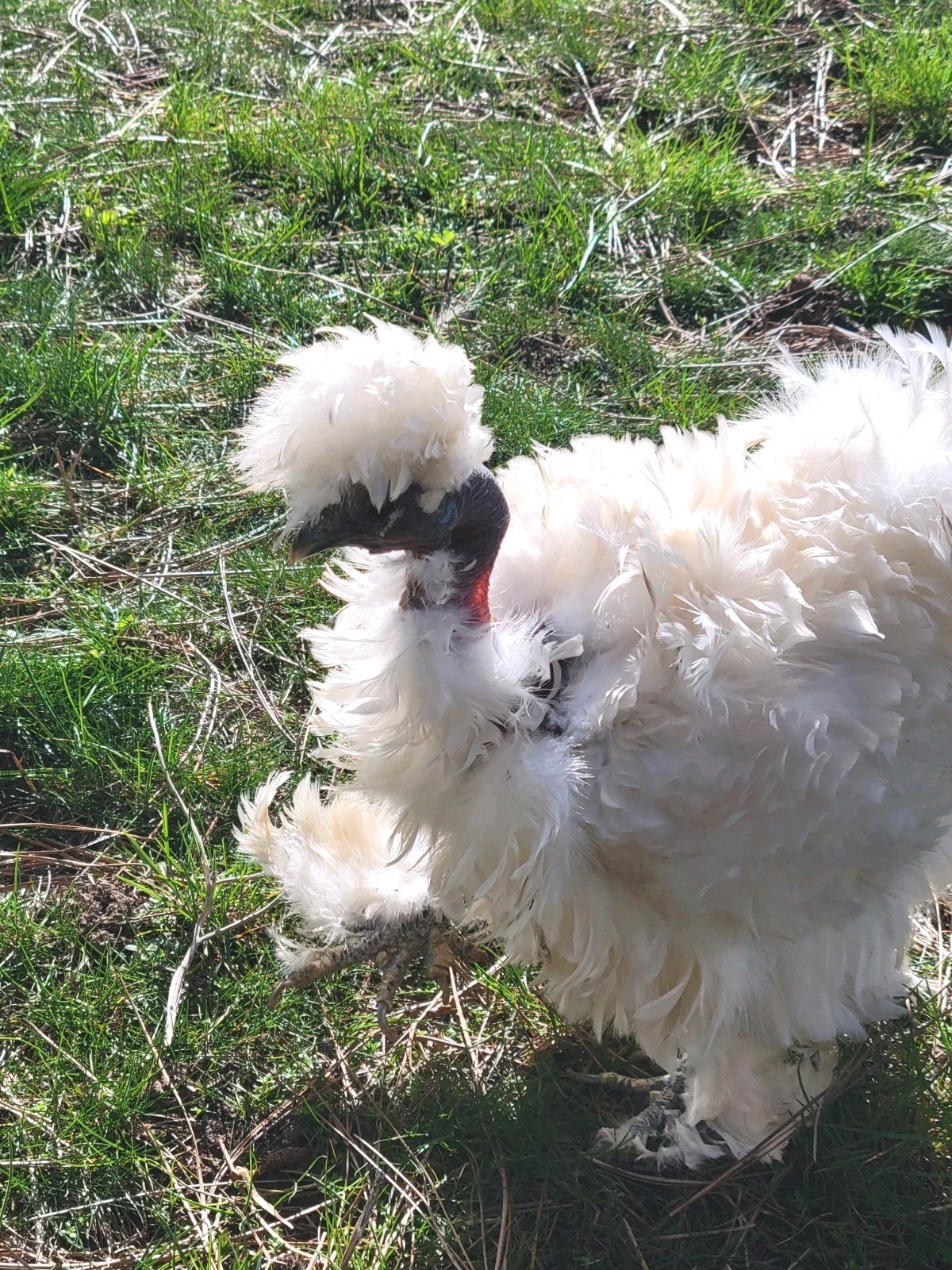 10+ BEAUTIFUL Silkie Hatching Eggs . Show Quality!