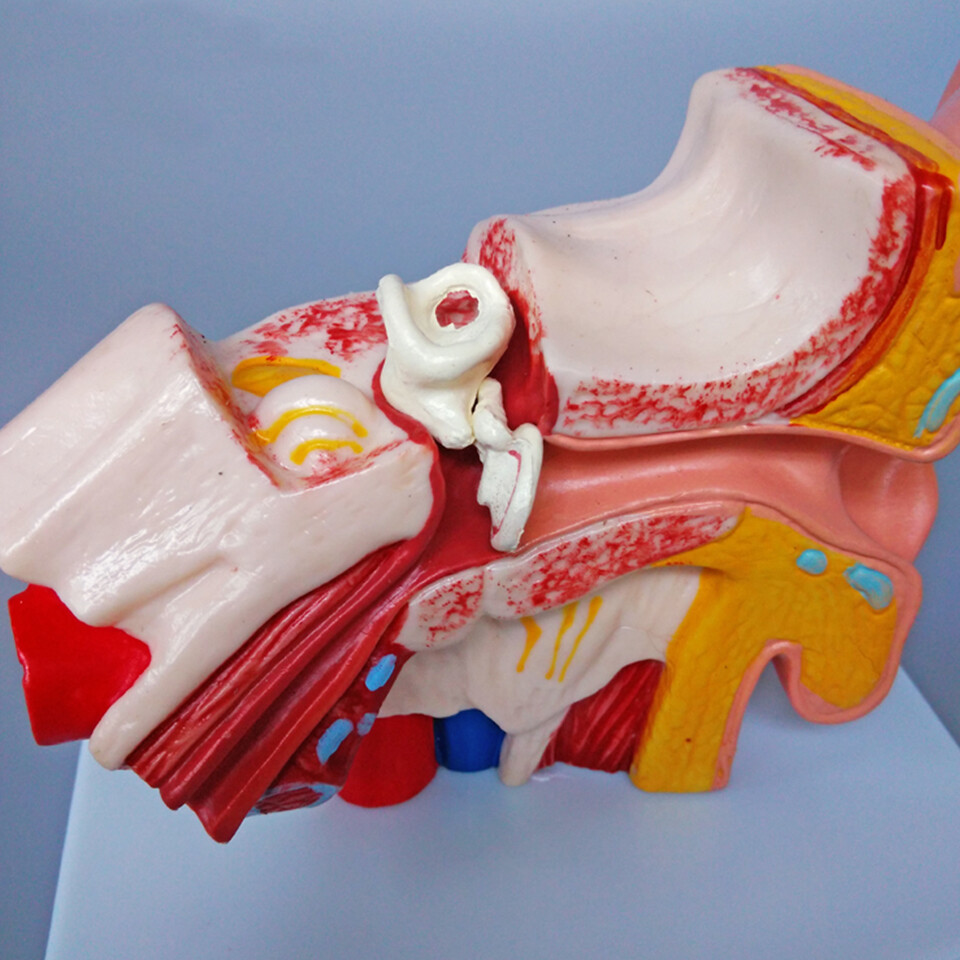 1:1.5 Human Ear Model Anatomy Medical Model on Base Teaching Supplies US STOCK