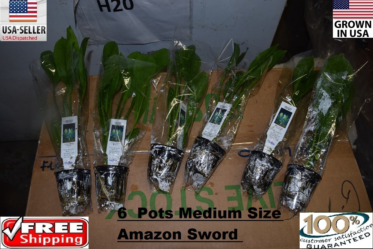 6 Pots of medium amazon sword Plant  Easy Aquarium aquascaping planted tank