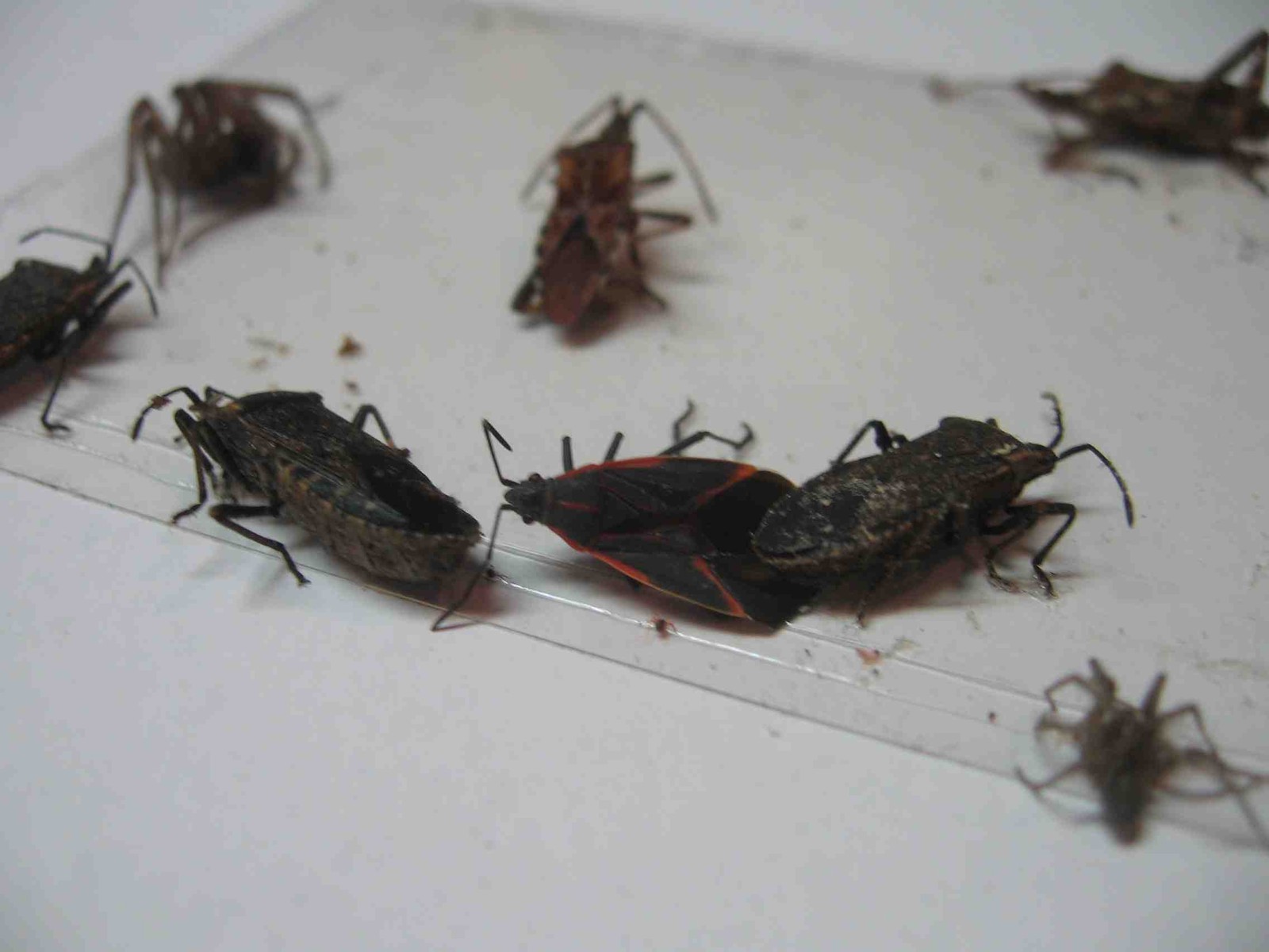 8 pk Fly Trap / Strip / Tray. Window / Floor. Catch flying, crawling insects