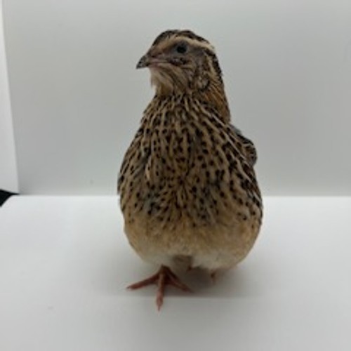 4 week old Asst. Coturnix breeder set