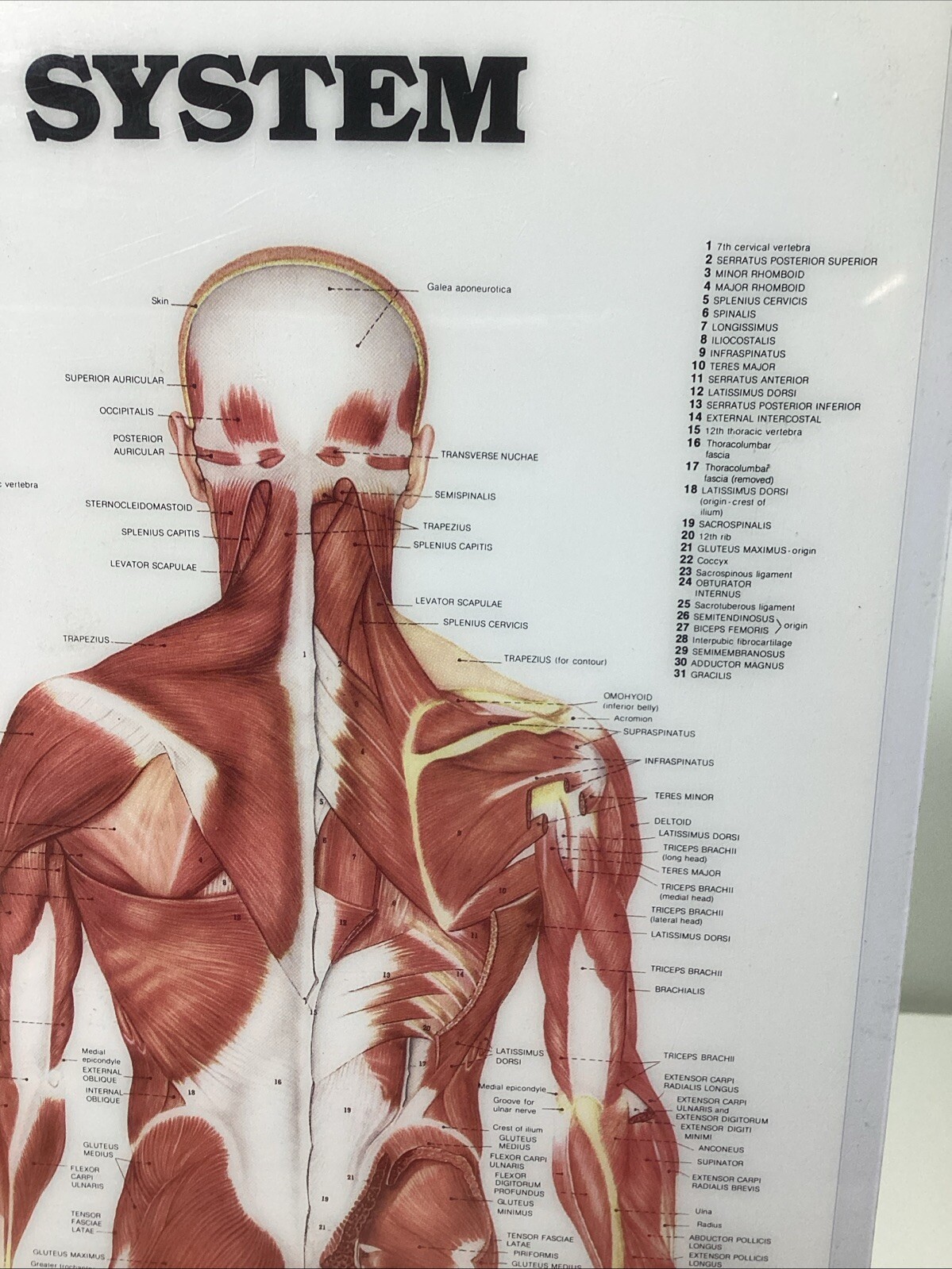 Vintage Laminated Human Muscular System Anatomical Chart - Peter Bachin