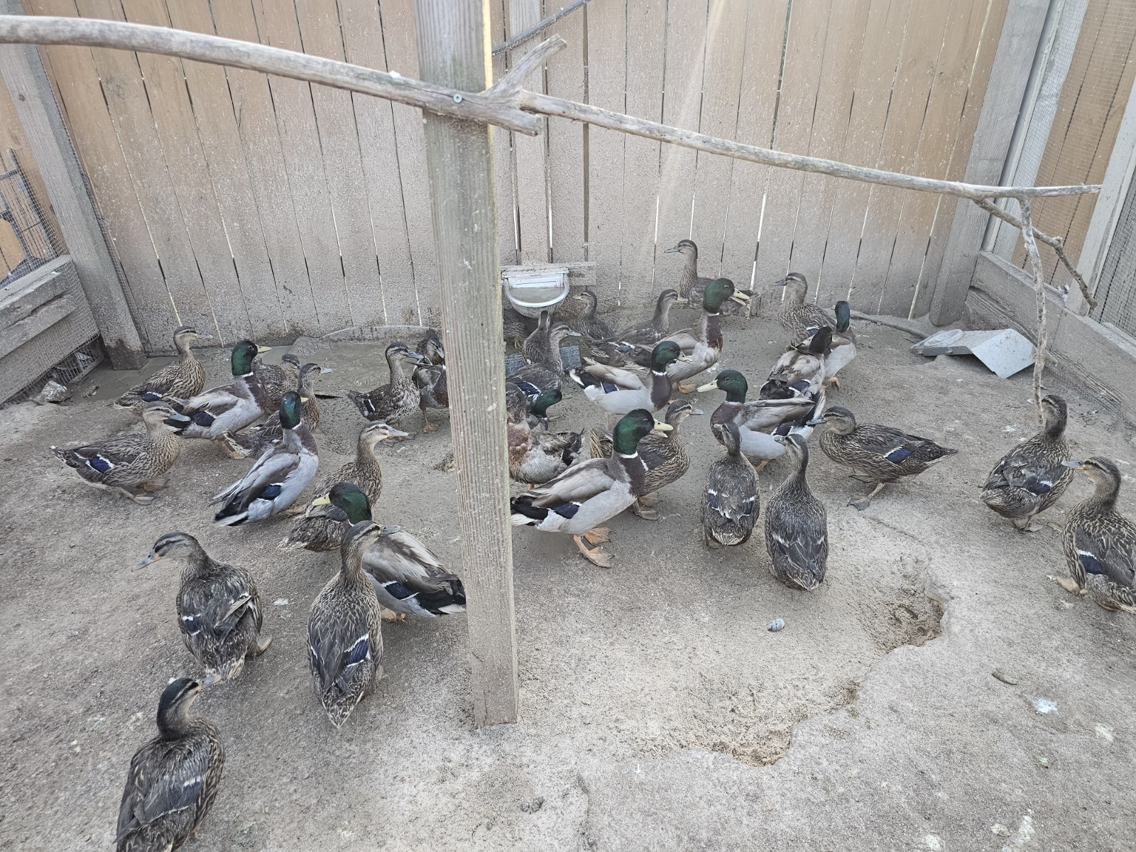 TEN (10) Fresh Fertile Mallard Duck Hatching Eggs