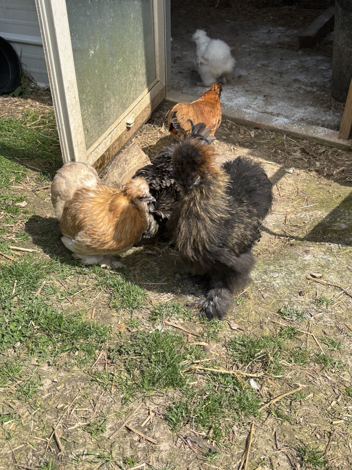 12 Bearded Silkie Hatching Eggs