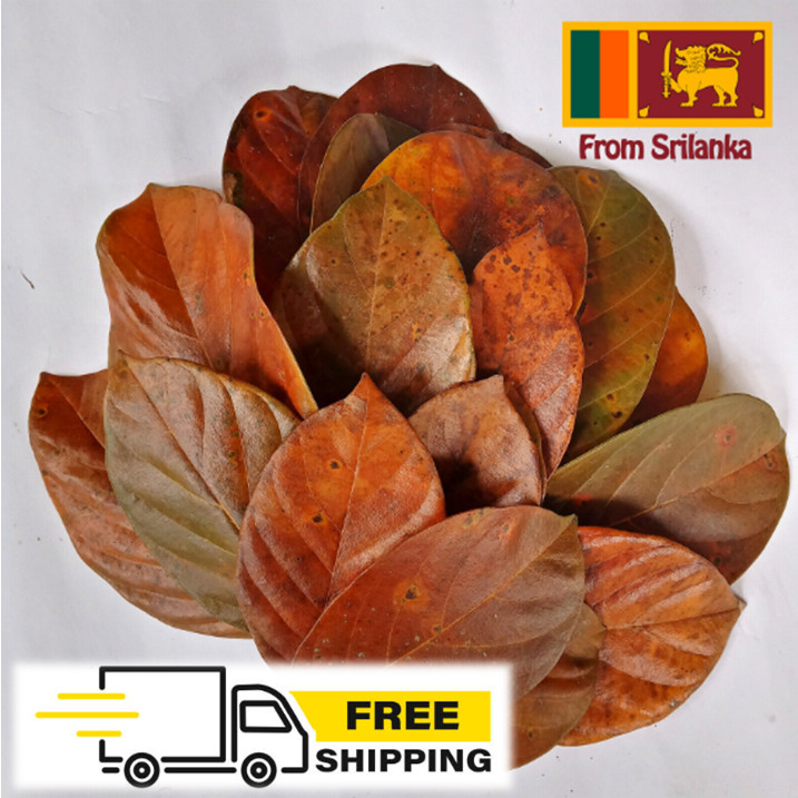 125 Pcs Dried Jack Leaves Jack Fruit Organic Bio Shrimp Aquarium Ceylon Natural