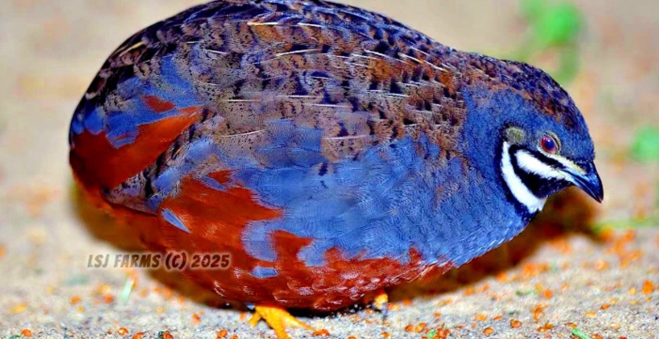 14 Button Quail Hatching Eggs Rare Exotic Colors, Chinese Painted ULTRA RARE!