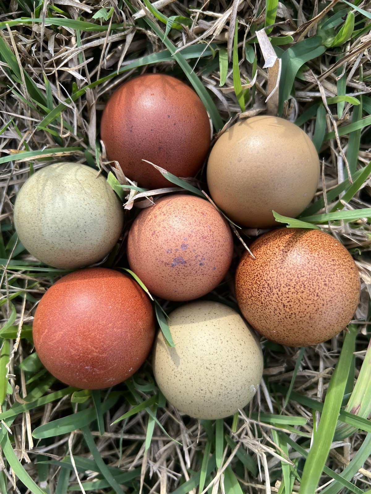 Speckled Galaxy Hatching EGGS Welsummers, Marans, Backcrossed Olive Eggers ✨🐣