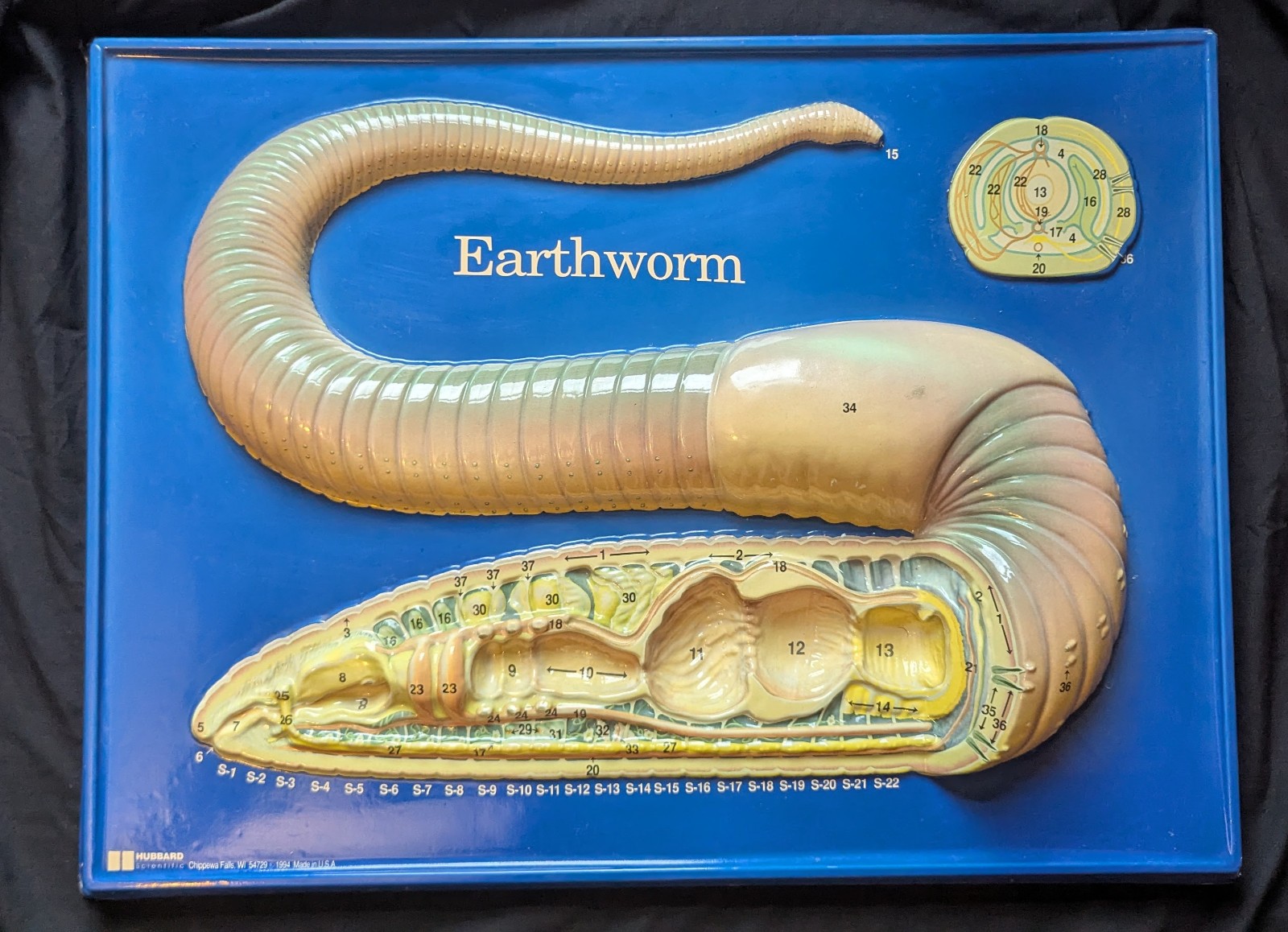 Hubbard Earthworm 3-D Relief Plastic Model Poster Educational Dissection