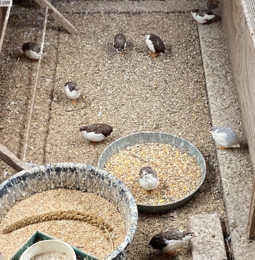 30 BUTTON QUAIL EGGS choose from 12+ colors ships USPS PRIORITY PLEASE READ ALL