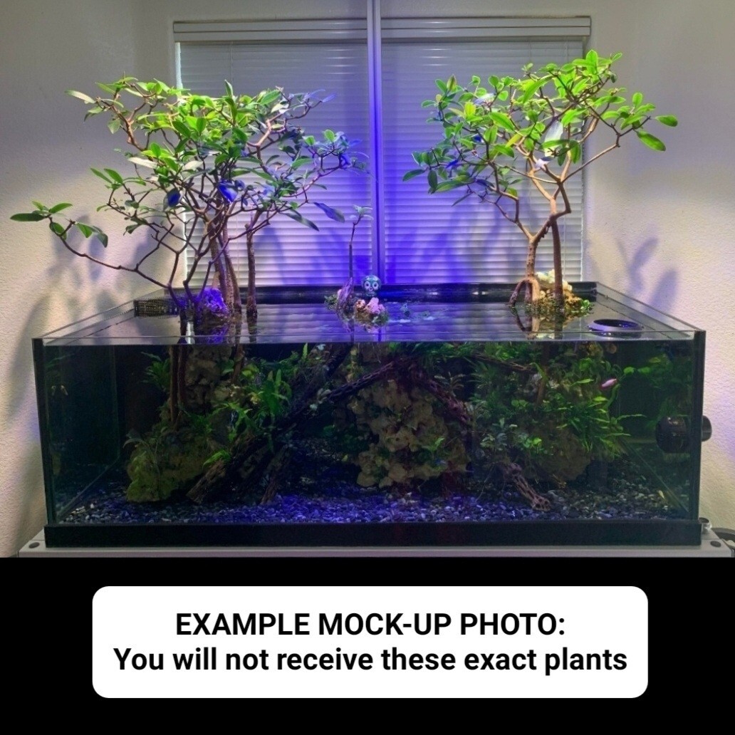 5 Red Mangrove Live Plants WITH ROOTS, 5 Oriental Orange Mangrove Seeds Aquarium