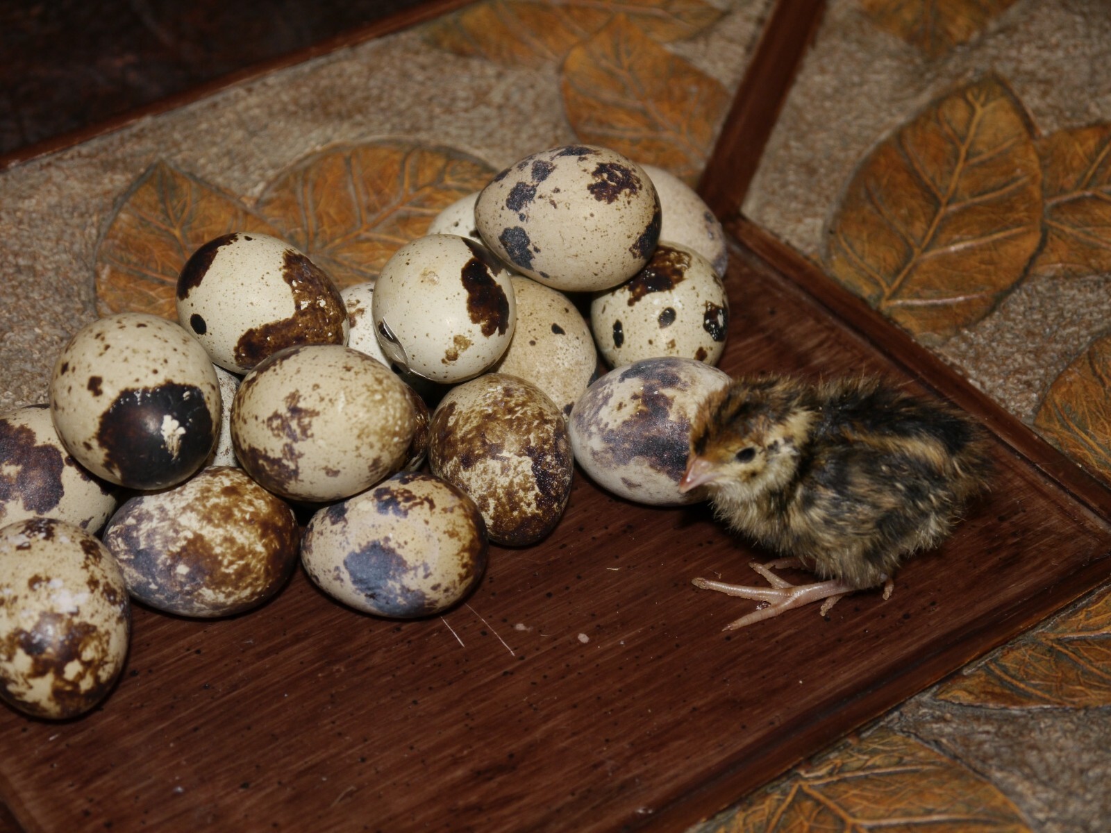 30 Jumbo Brown/JM Pharaoh quail hatching eggs