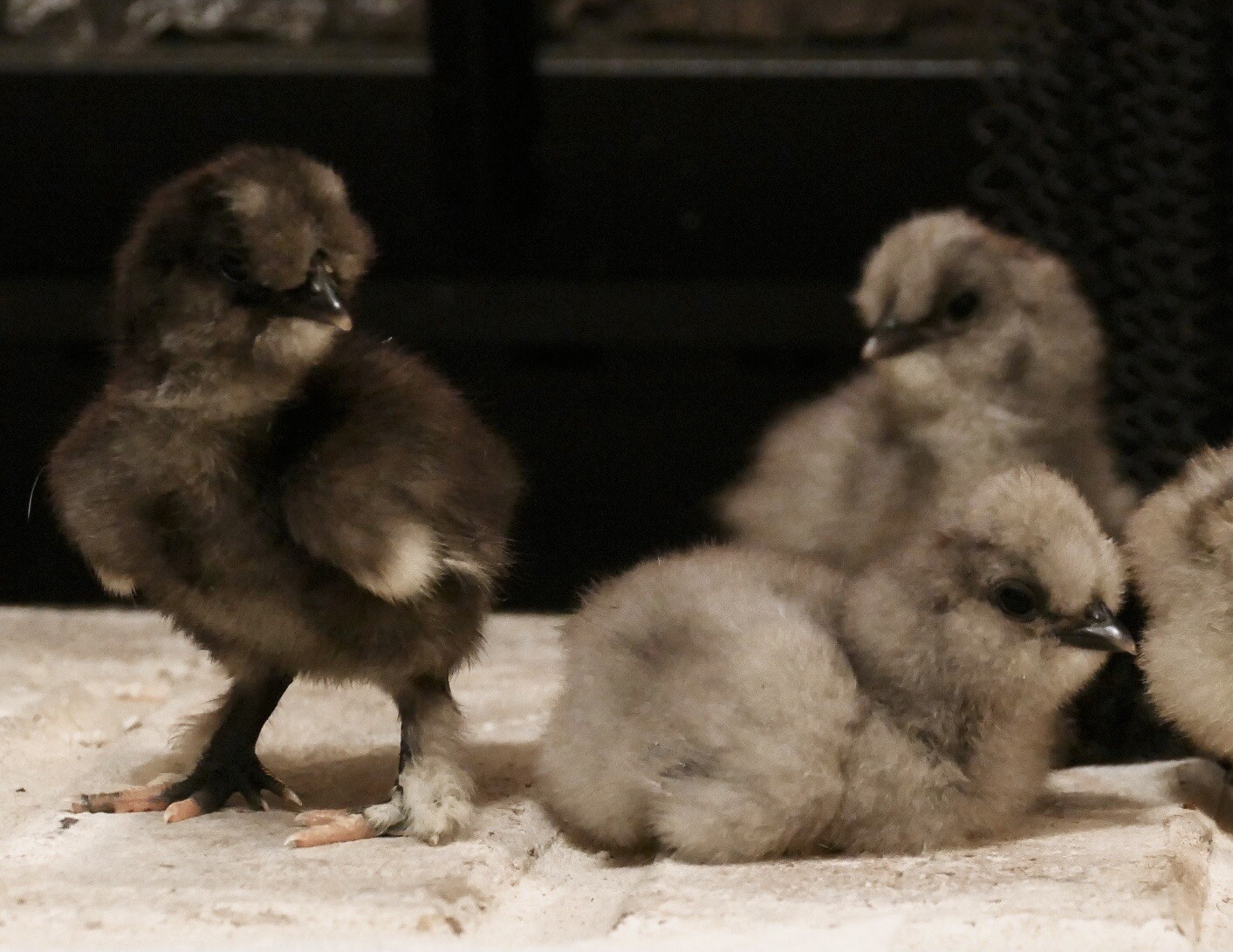 SHOW QUALITY 10 Silkie Chicken Hatching Eggs