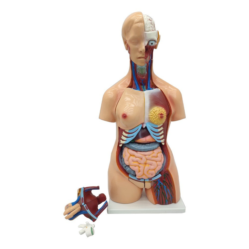 25 Pieces Replaceable For Men and Women Human Torso Model Detachable PVC