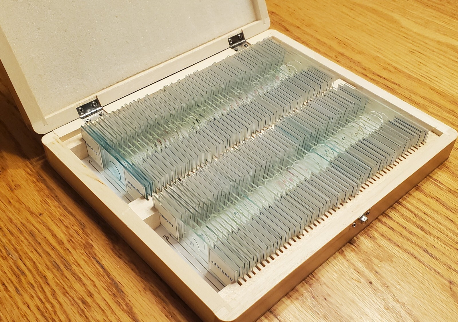 AmScope PS100E 100 Homeschool Biology Prepared Microscope Slides - Set E