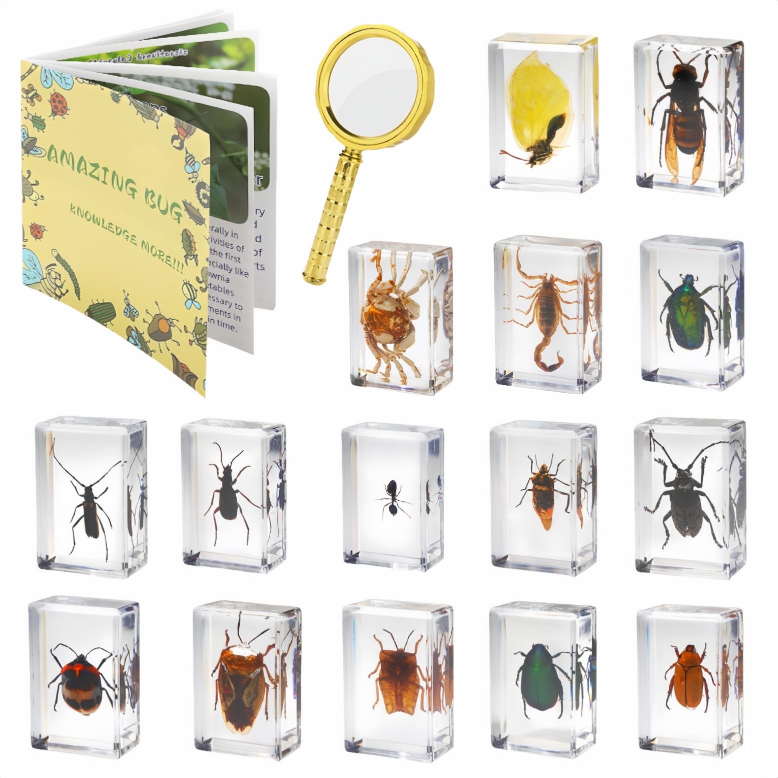 15 Insect specimens,Real Specimens of Various Small, 15 Pcs Beetles