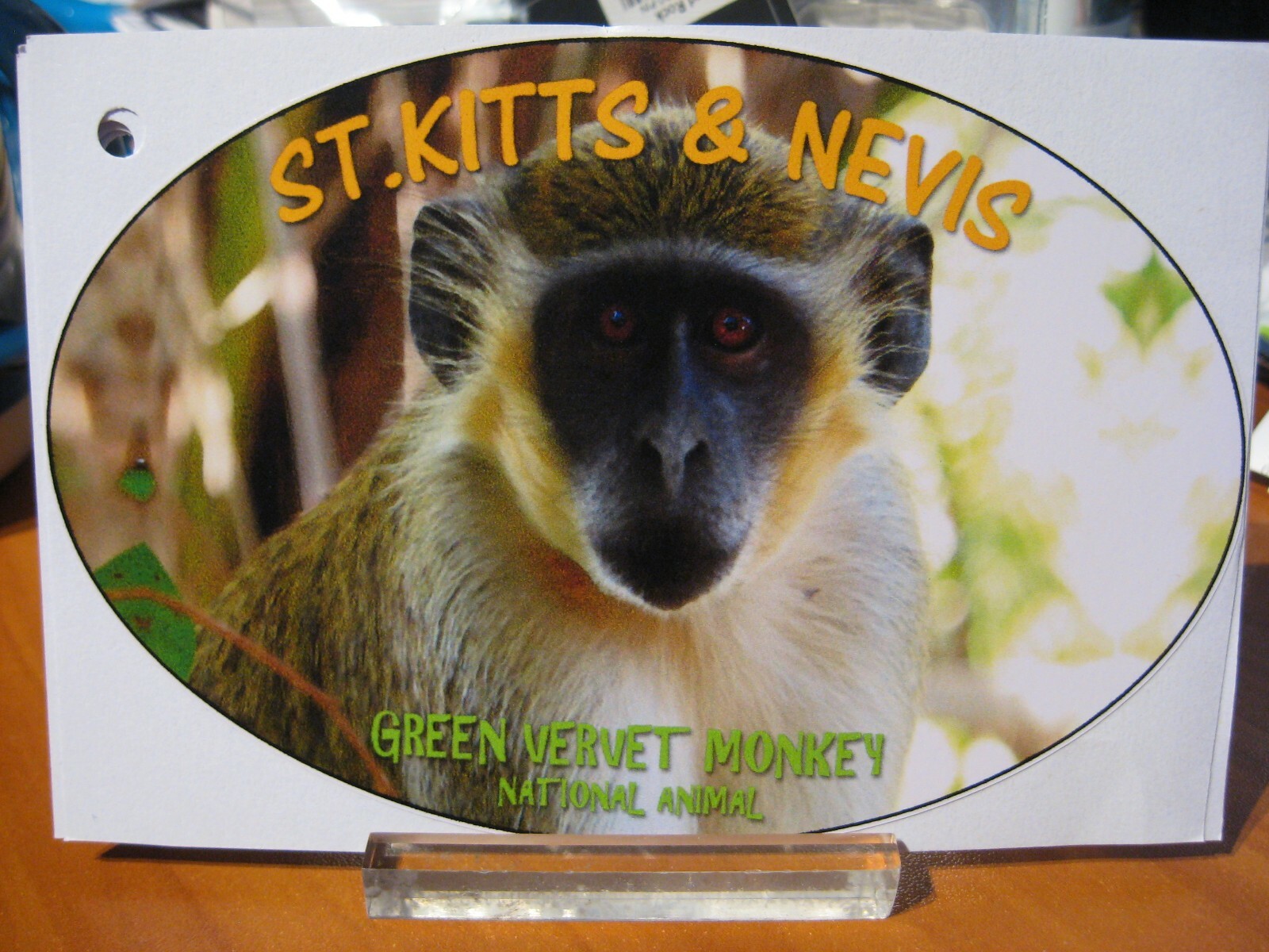 U R Stickers 6" Oval Decal / Caribbean St. Kitts & Nevis / Green Velvet Monkey