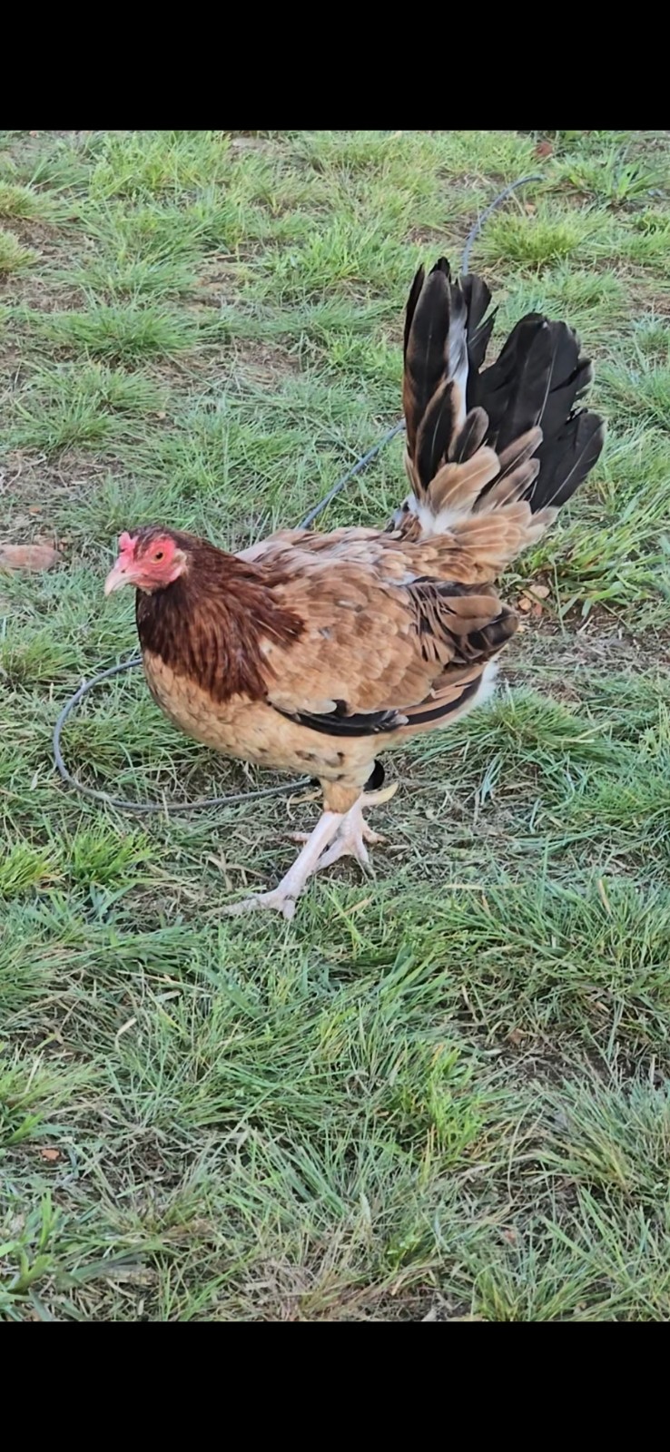 (Variety) 12+2 Chicken Hatching Eggs