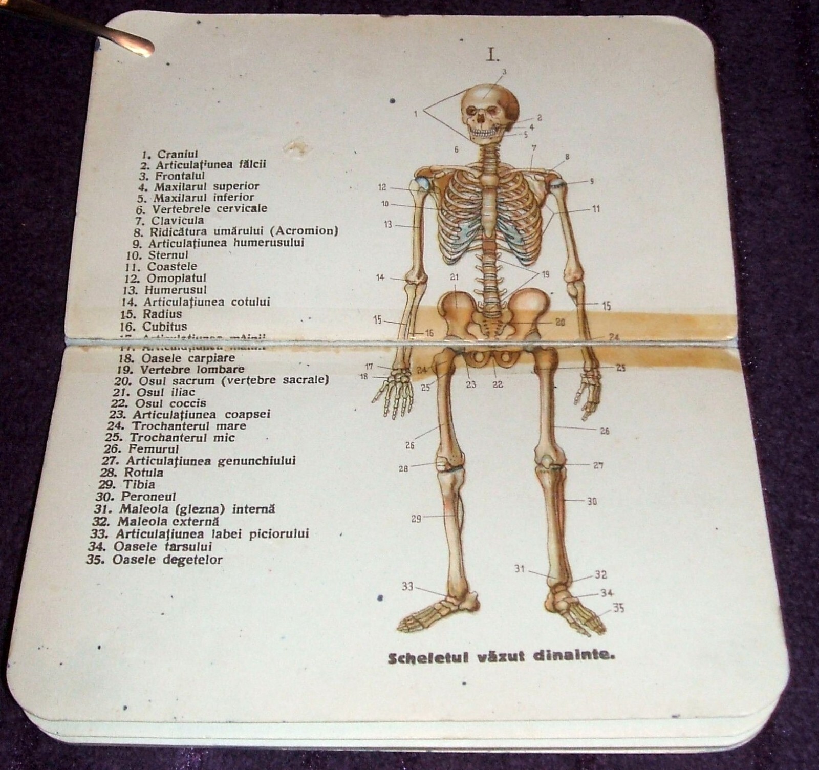 1900 Small Anatomical Atlas, Anatomy illustrated mini book, Human Body, medicine