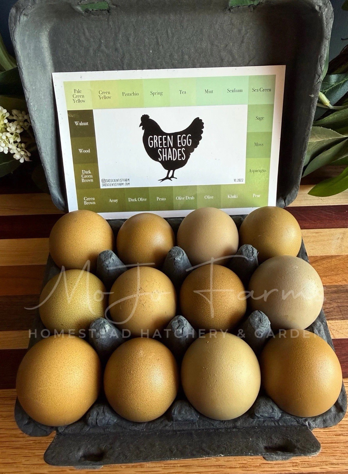 12+ BC1 BC2 Olive Egger Hatching Eggs NPIP Certified