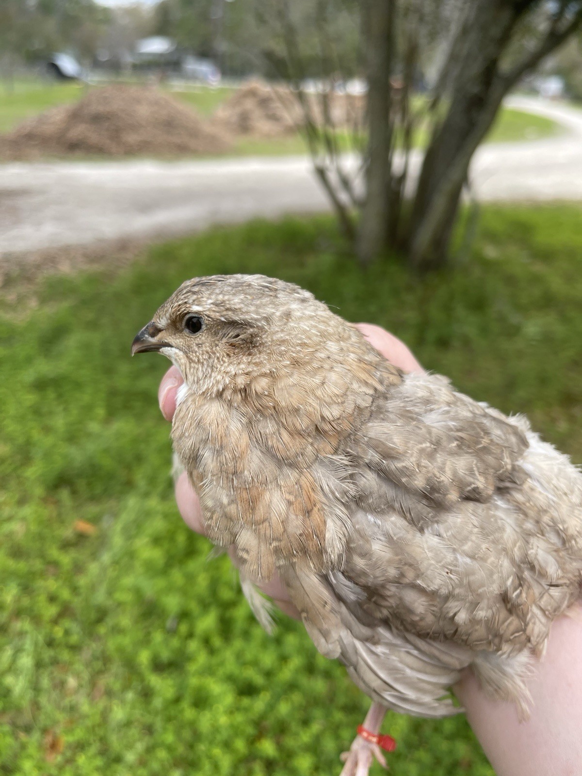 90+ Fertile Jumbo Multi Color Coturnix Quail Hatching Eggs
