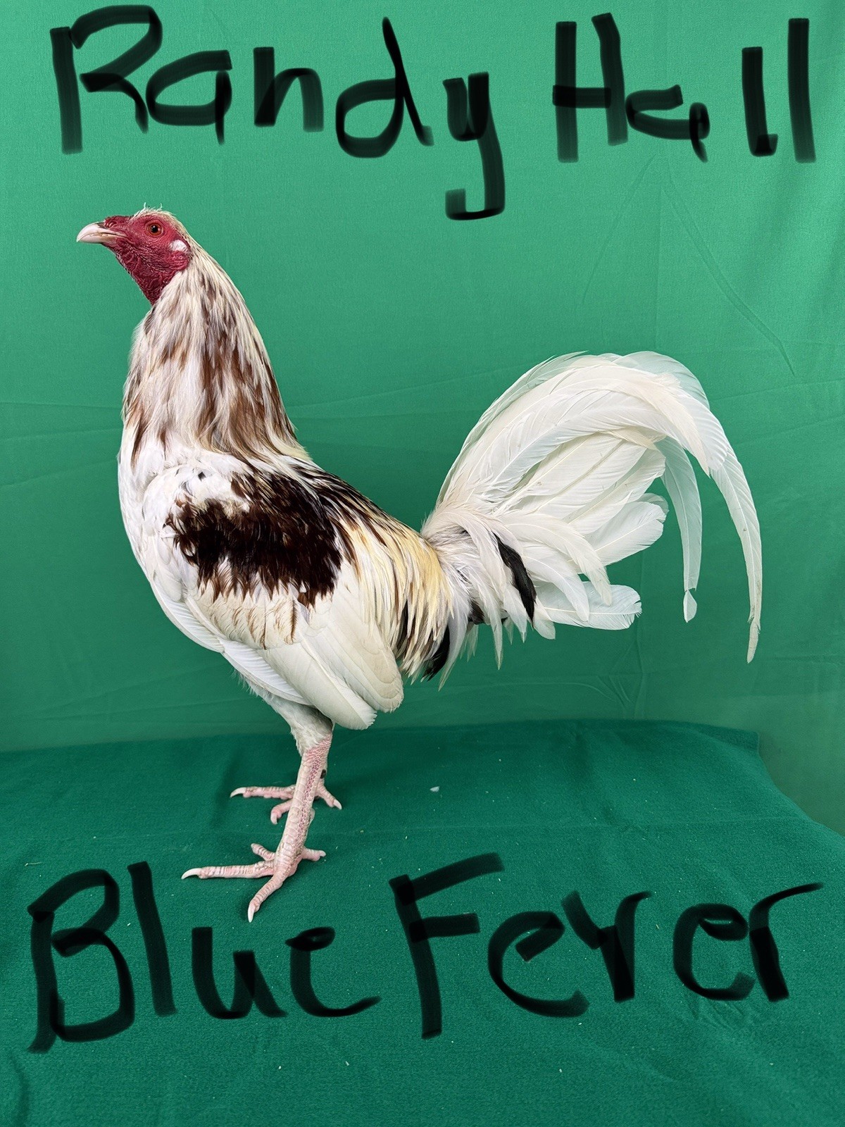 12+ Chicken Hatching Eggs
