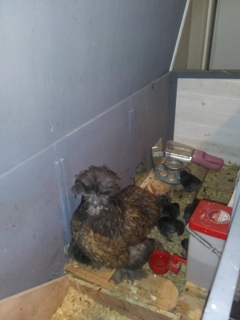 3 Silkie, Satin, Frizzle Hatching Eggs