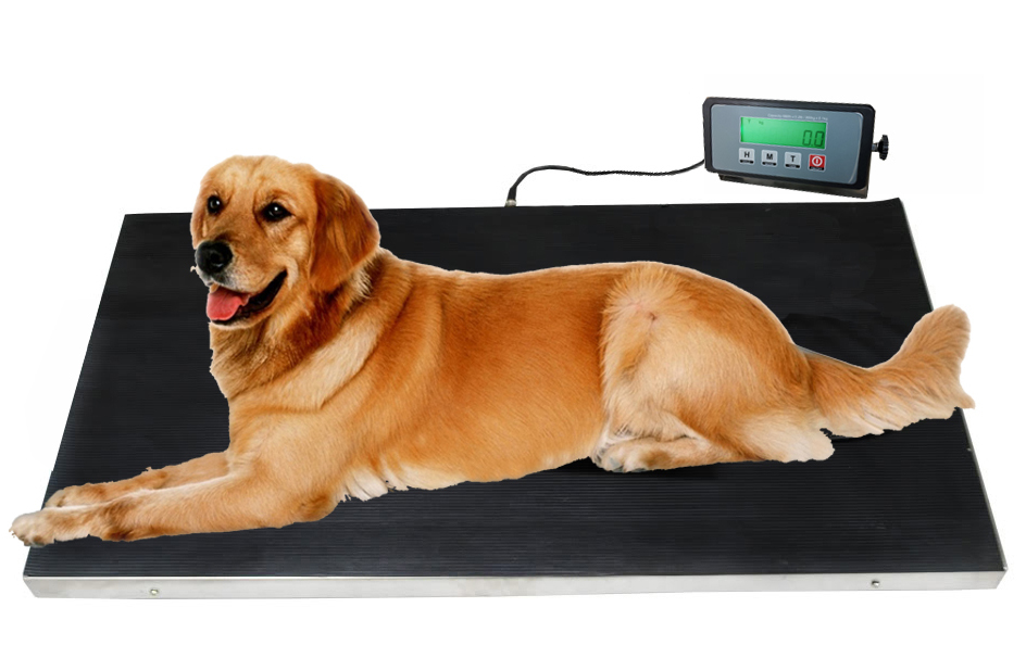 Used - Large 660lb STAINLESS STEEL Dog Digital Pet Scale Veterinary Animal Vet