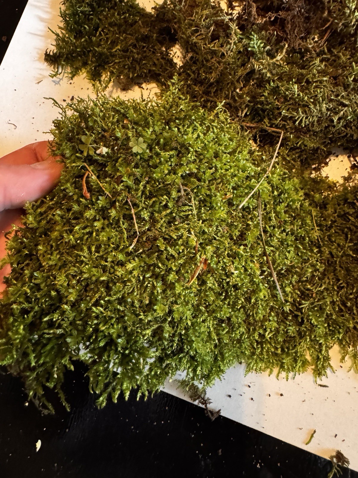 Live Alabama Sheet Moss Hypnum Species Pleurocarpous Moss Craft Aquarium Garden