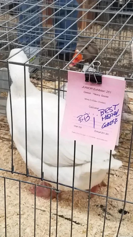 12 White Embden Hatching Goose Eggs
