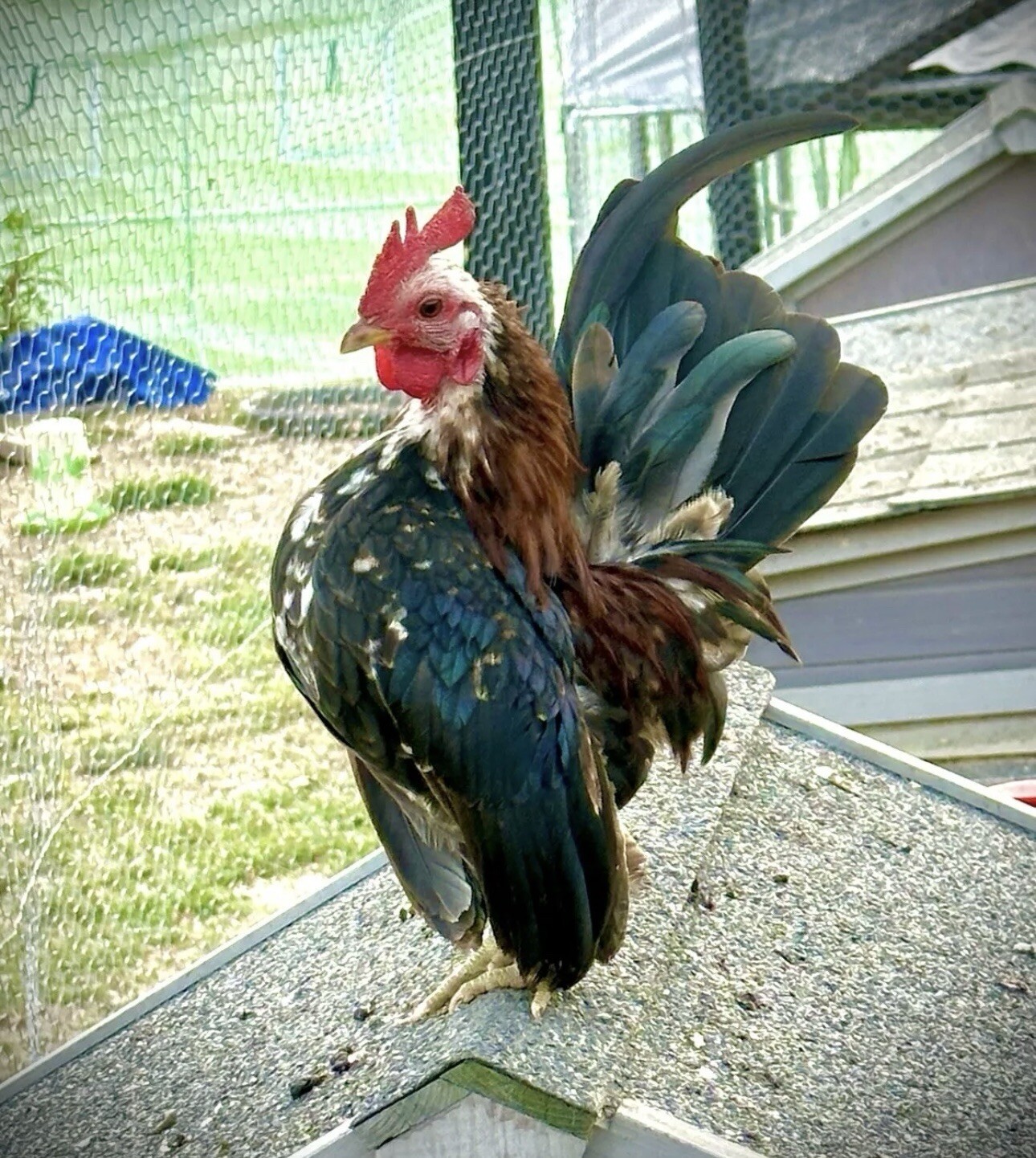 6++ Serama Hatching Eggs Free Shipping PLEASE READ THE DESCRIPTION