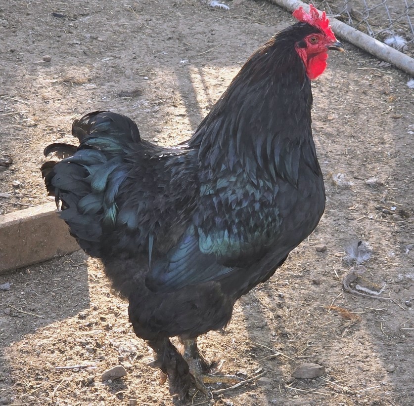 Hatching Maran Eggs 8 (Splash, Blue And Black Copper