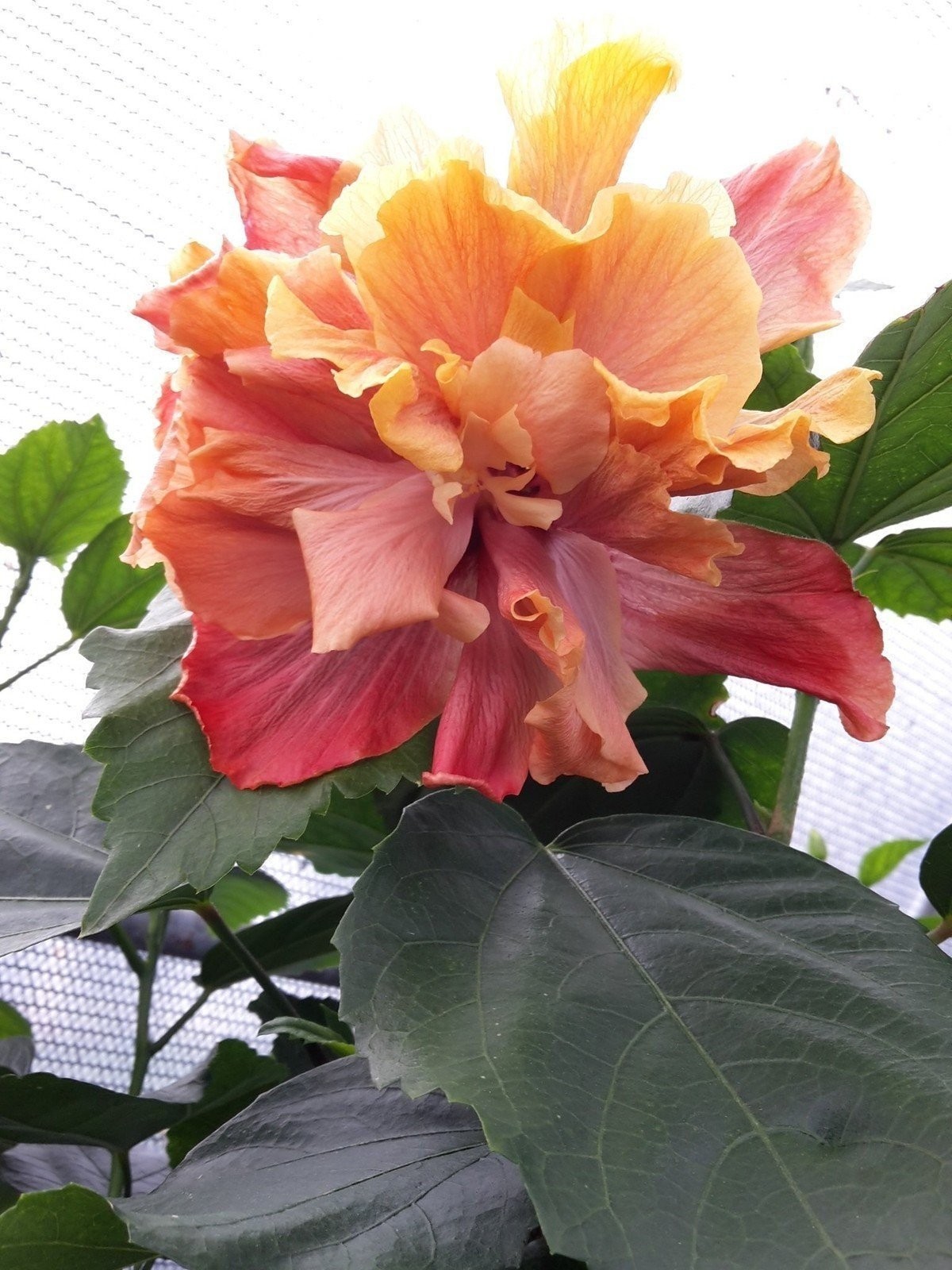 Hibiscus Cajun Color Live Plant – Tropical Flowering Shrub – Starter Plant...