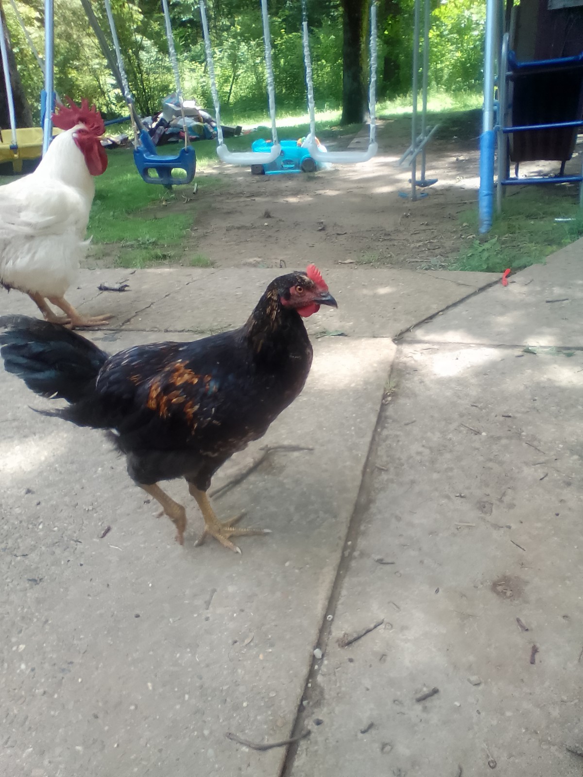 F1 North American Pita Pinta hatching eggs.