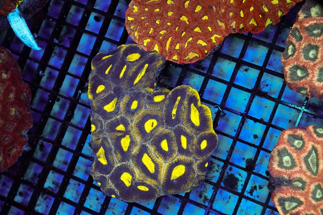 Lime Soul Favia Coral Colony WYSIWYG - SAQ Coral Farm