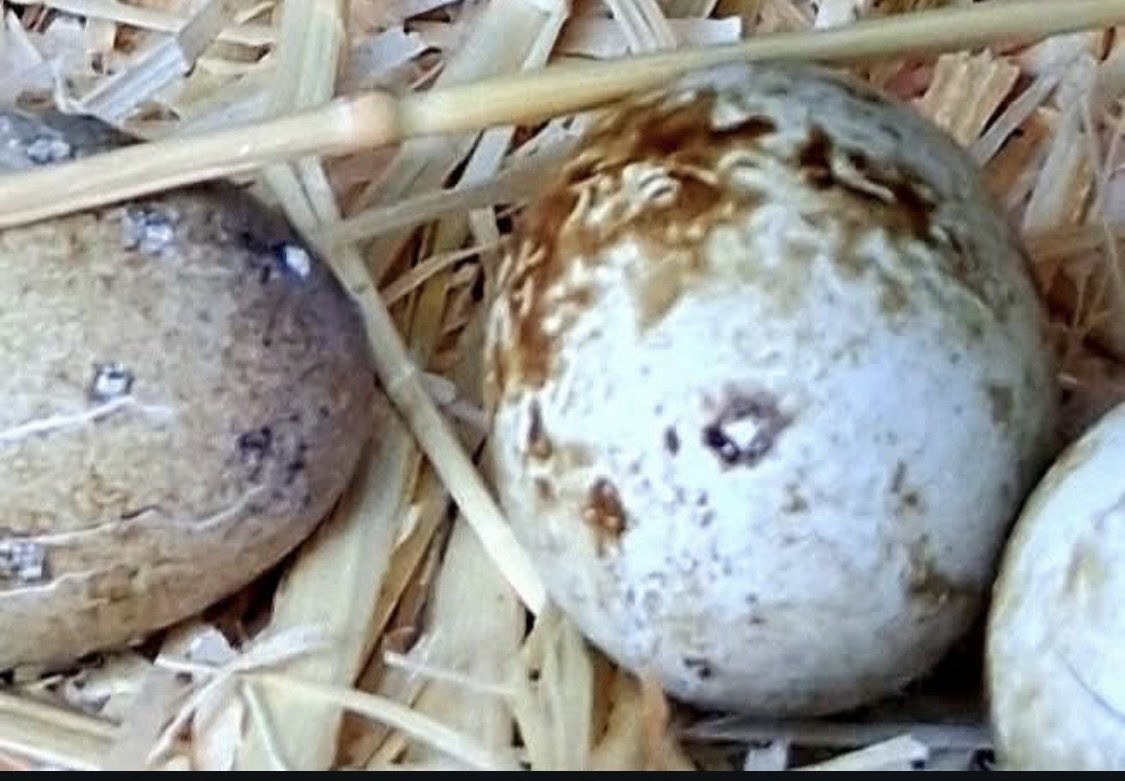 Coturnix Quail Hatching Eggs – Assorted Colors and Patterns