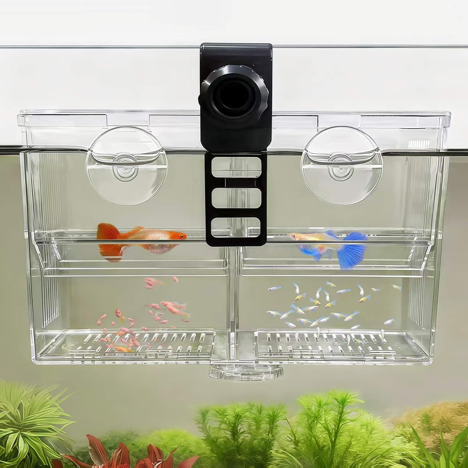 Dual-Chamber Aquarium Fish Breeder & Isolation Box, Transparent Hatching Incubat