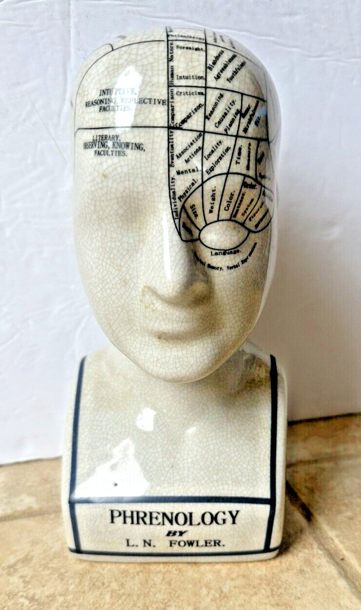 Phrenology Head Statue Map of Brain Porcelain Sculpture Victorian Replica