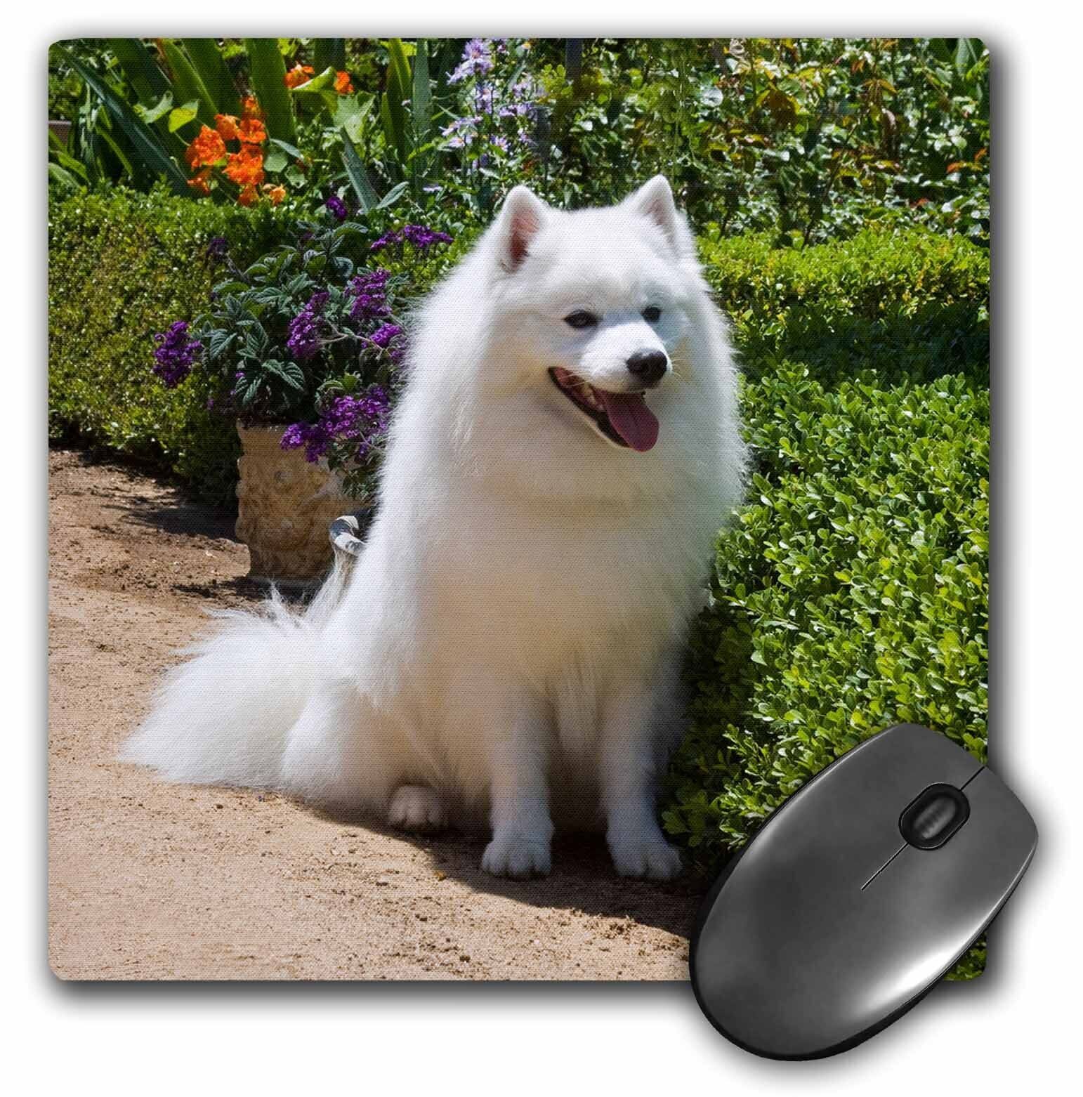 3dRose American Eskimo dog - US05 ZMU0082 - Zandria Muench Beraldo MousePad