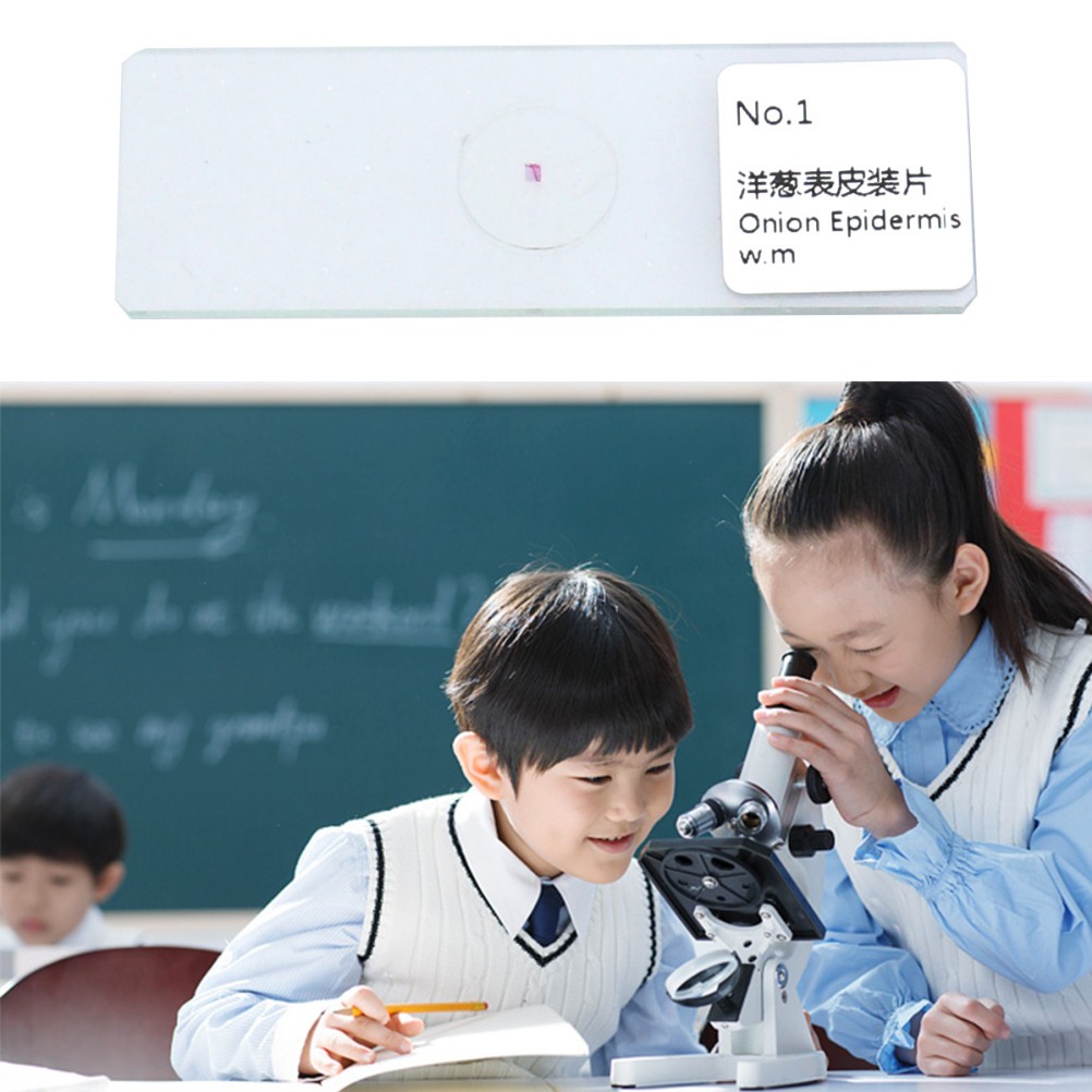 10 PCS/Set Insect Observation Tool Prepared Microscope Sample Slides Kit