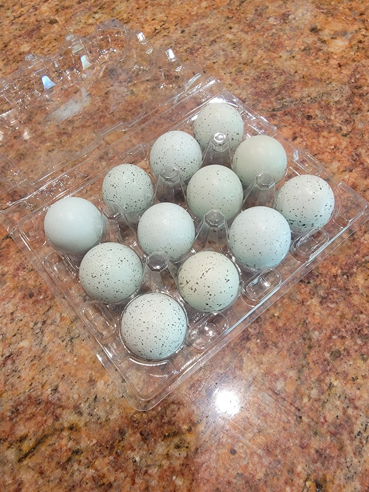 24+ - Celadon Quail hatching eggs - TRUE BLUE - Beautiful!!
