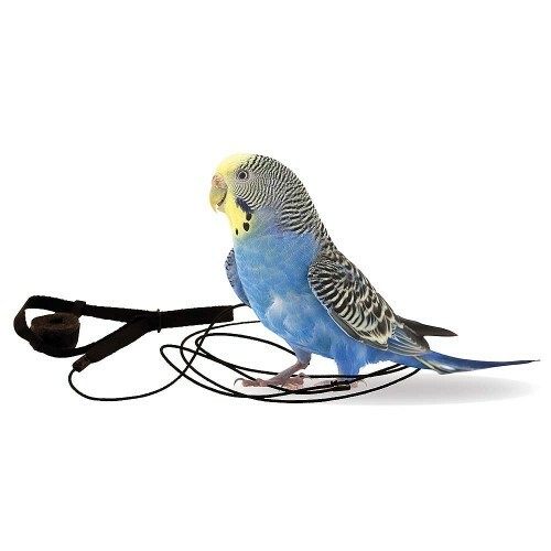 THE AVIATOR PARROT HARNESS & LEASH - MINI - BLUE
