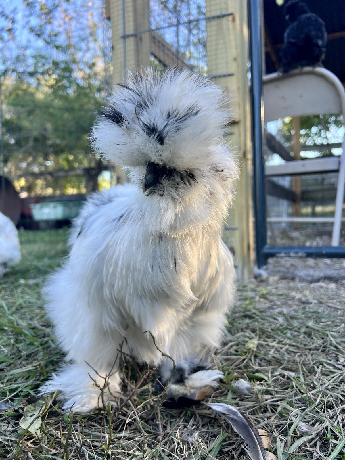 6+ Bearded Paint Silkie Hatching Eggs NPIP Certified Flock