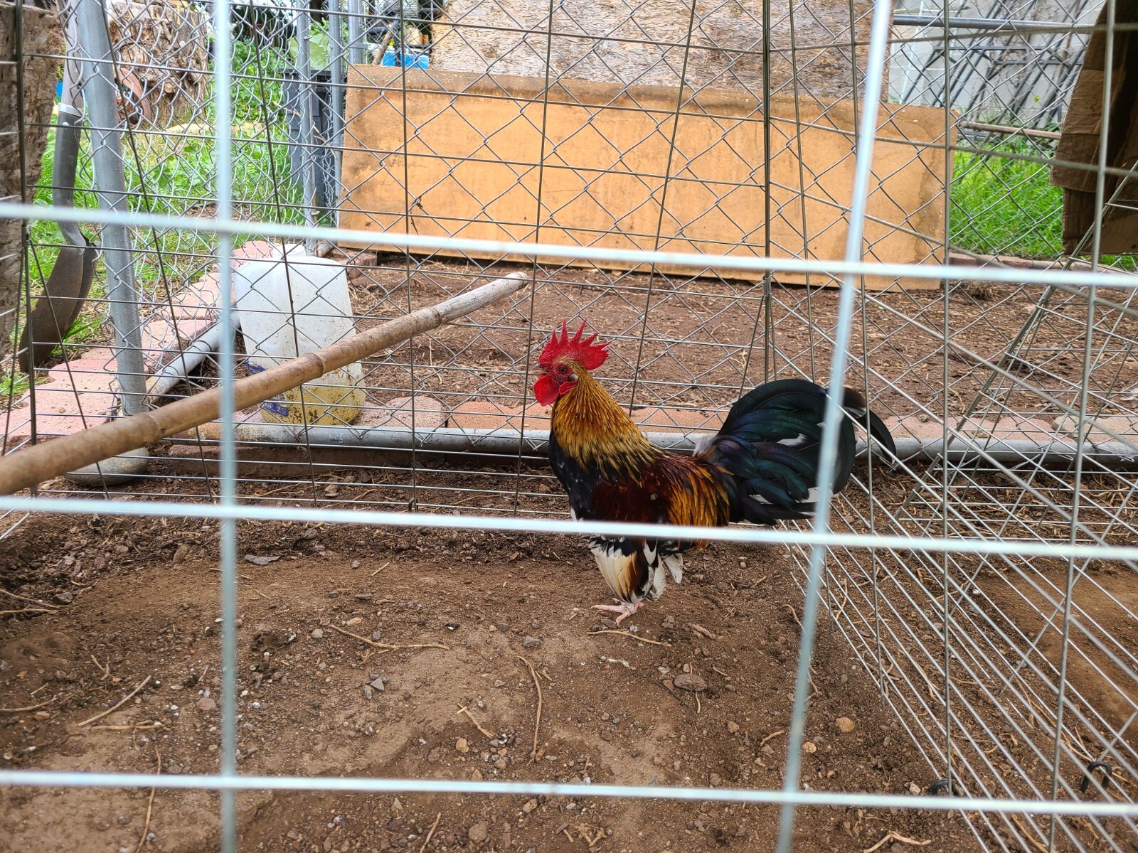 MINI SERAMA CHICKEN ALIVE