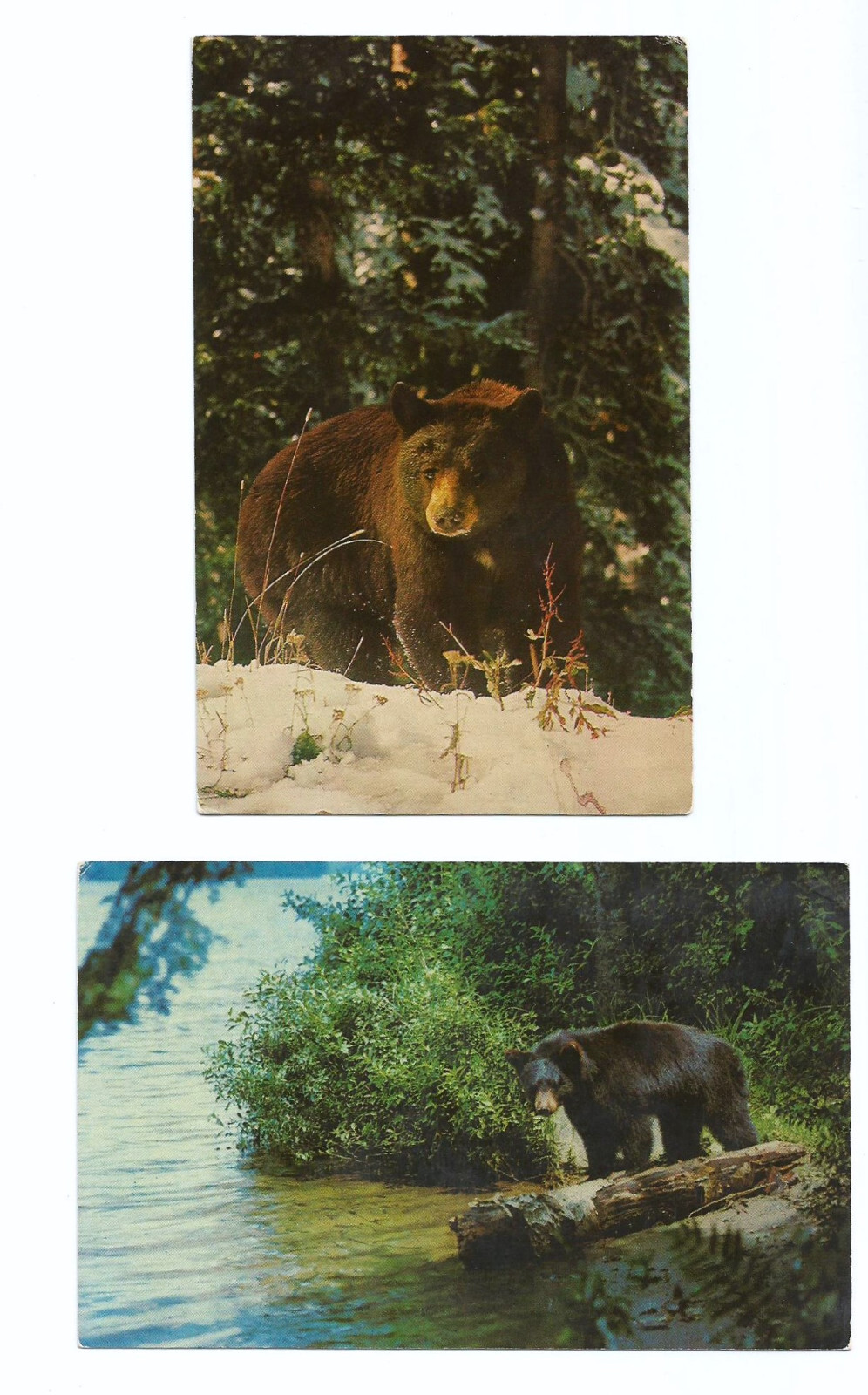 Black Bear Postcards Bears Wildlife