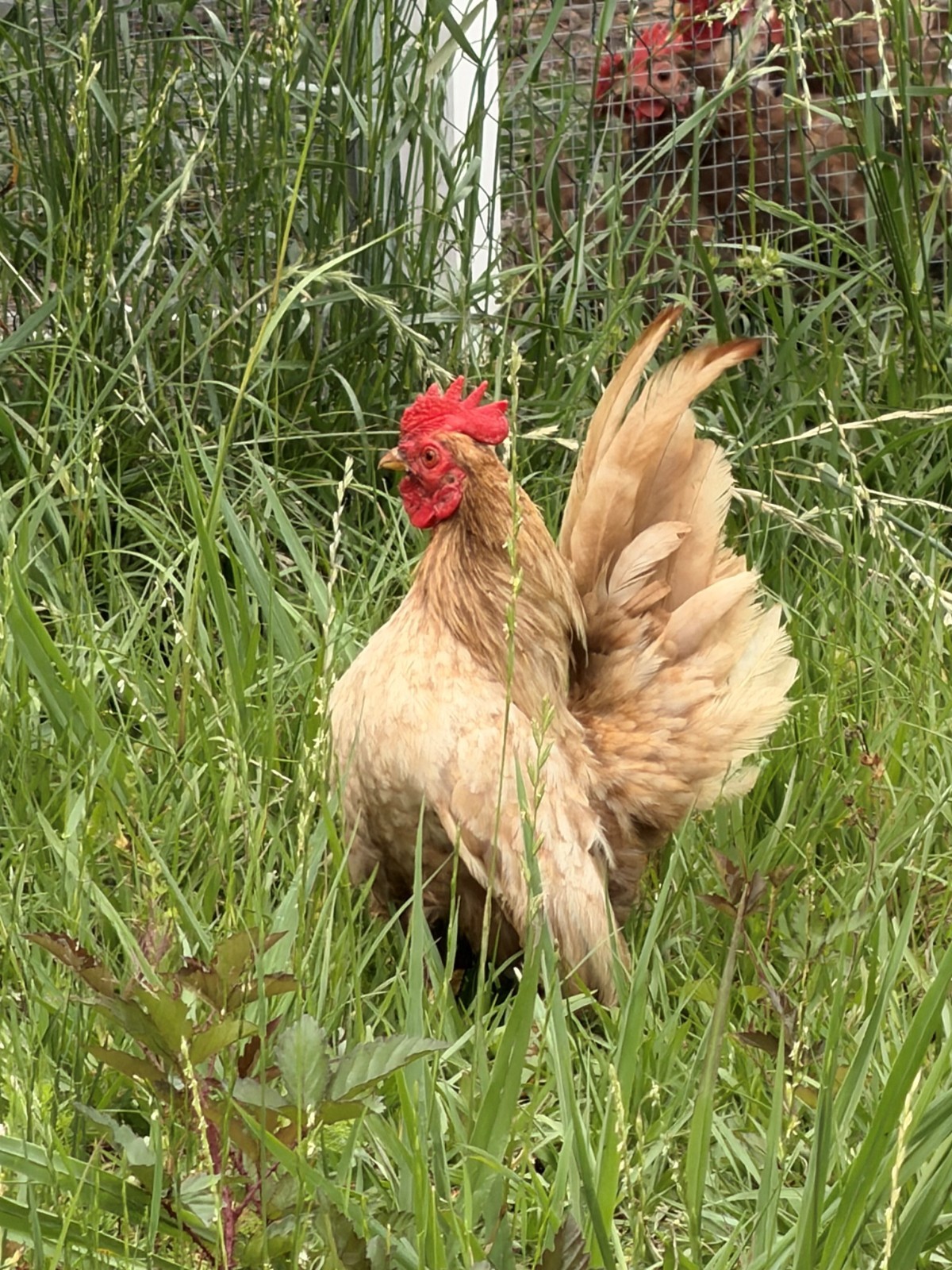 5+ Fertile chocolate serama hatching eggs